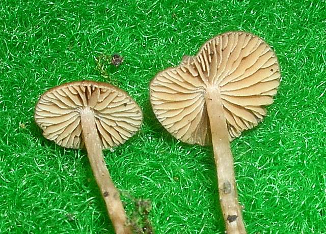 Indagine  su  una  Alnicola sp. (cfr. A. spadicea)